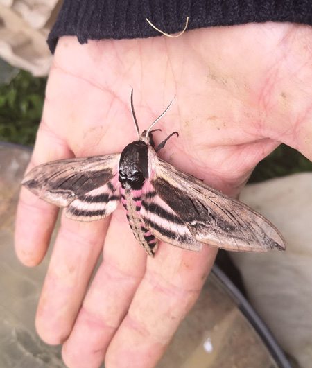 privet hawk in hand